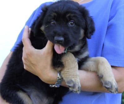 Lady /images/hunde/lady/images/20080509-bild0016.jpg