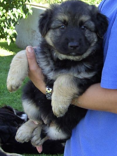 Lady /images/hunde/lady/images/20080509-bild0017.jpg