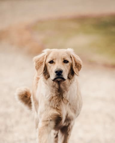 Leni