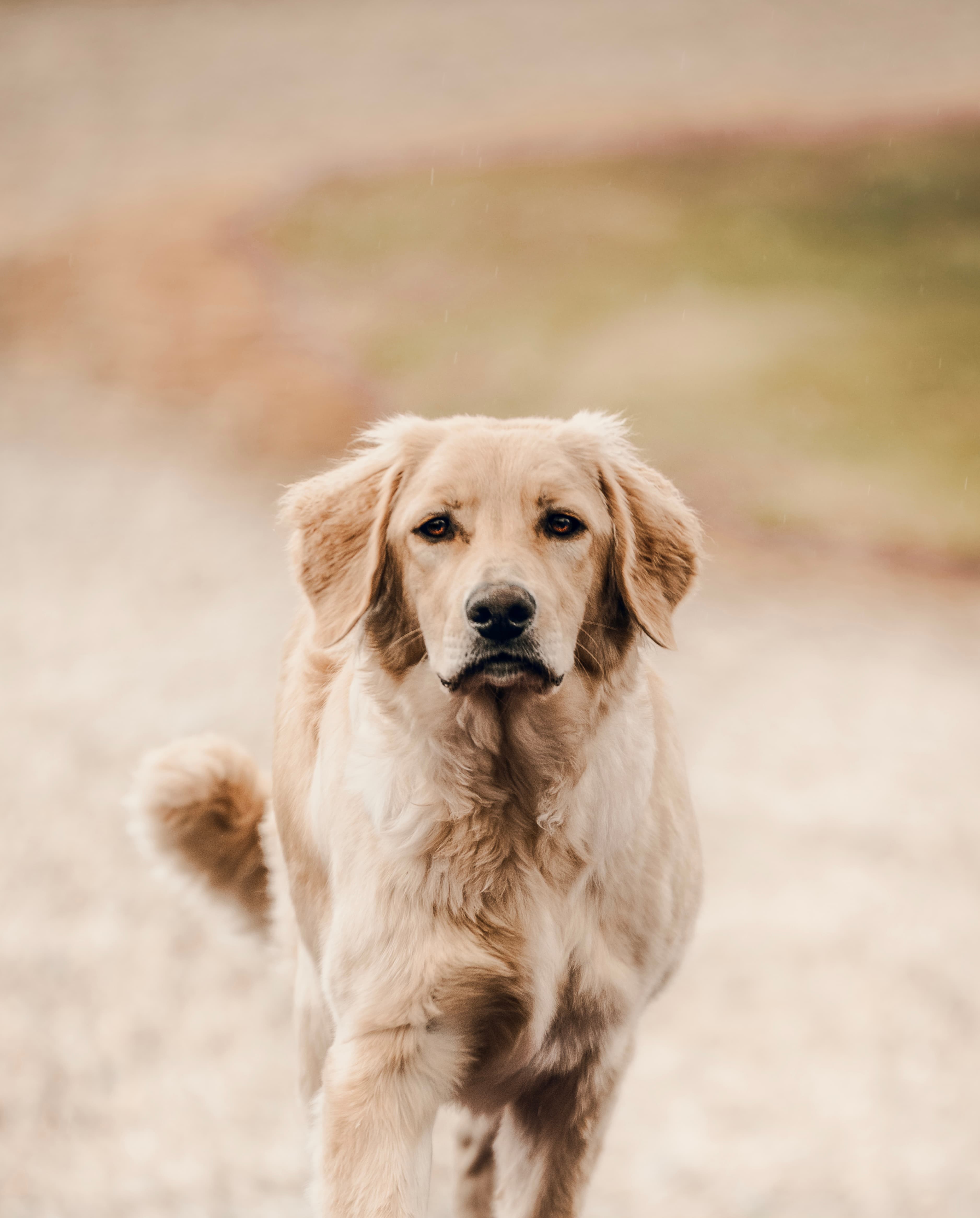 Dog image 2