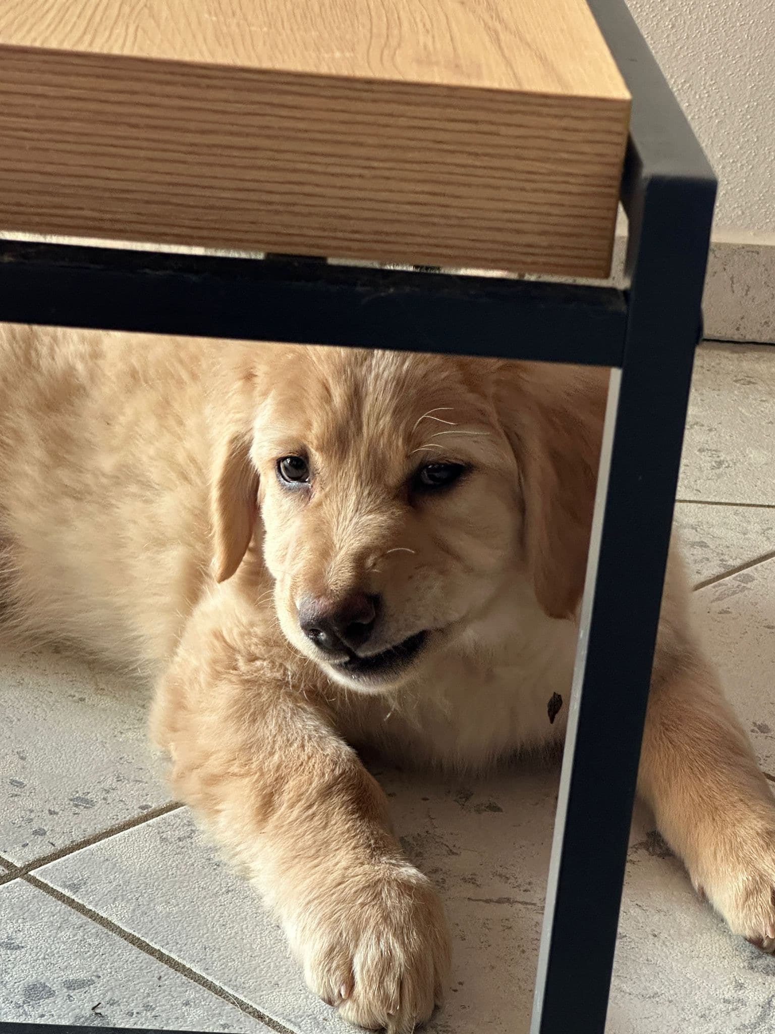 Leni /images/hunde/leni/images/20250118_leni.jpg
