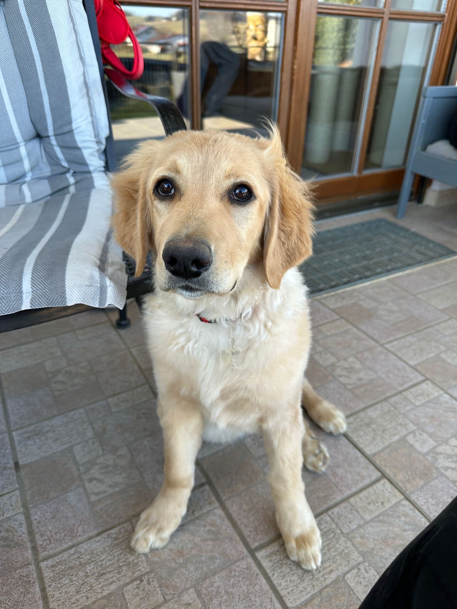 Leni /images/hunde/leni/images/20250309_leni.jpg