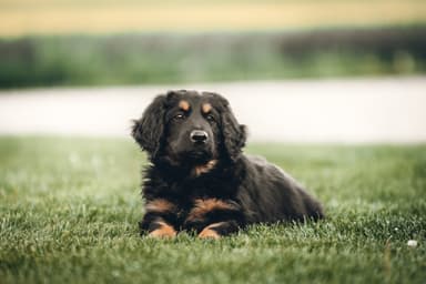 Murphy