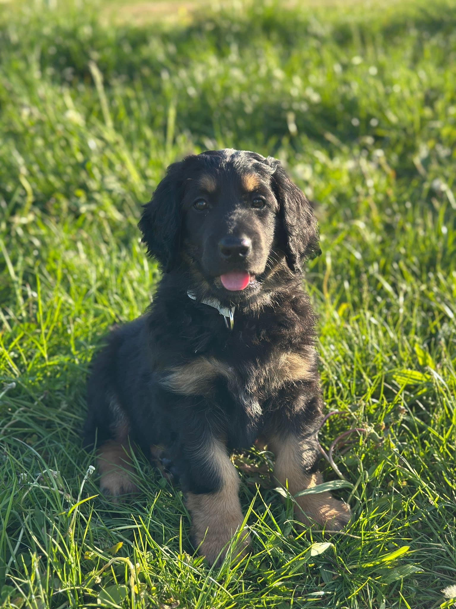 Murphy /images/hunde/murphy/images/20250510_murphy_1.jpg