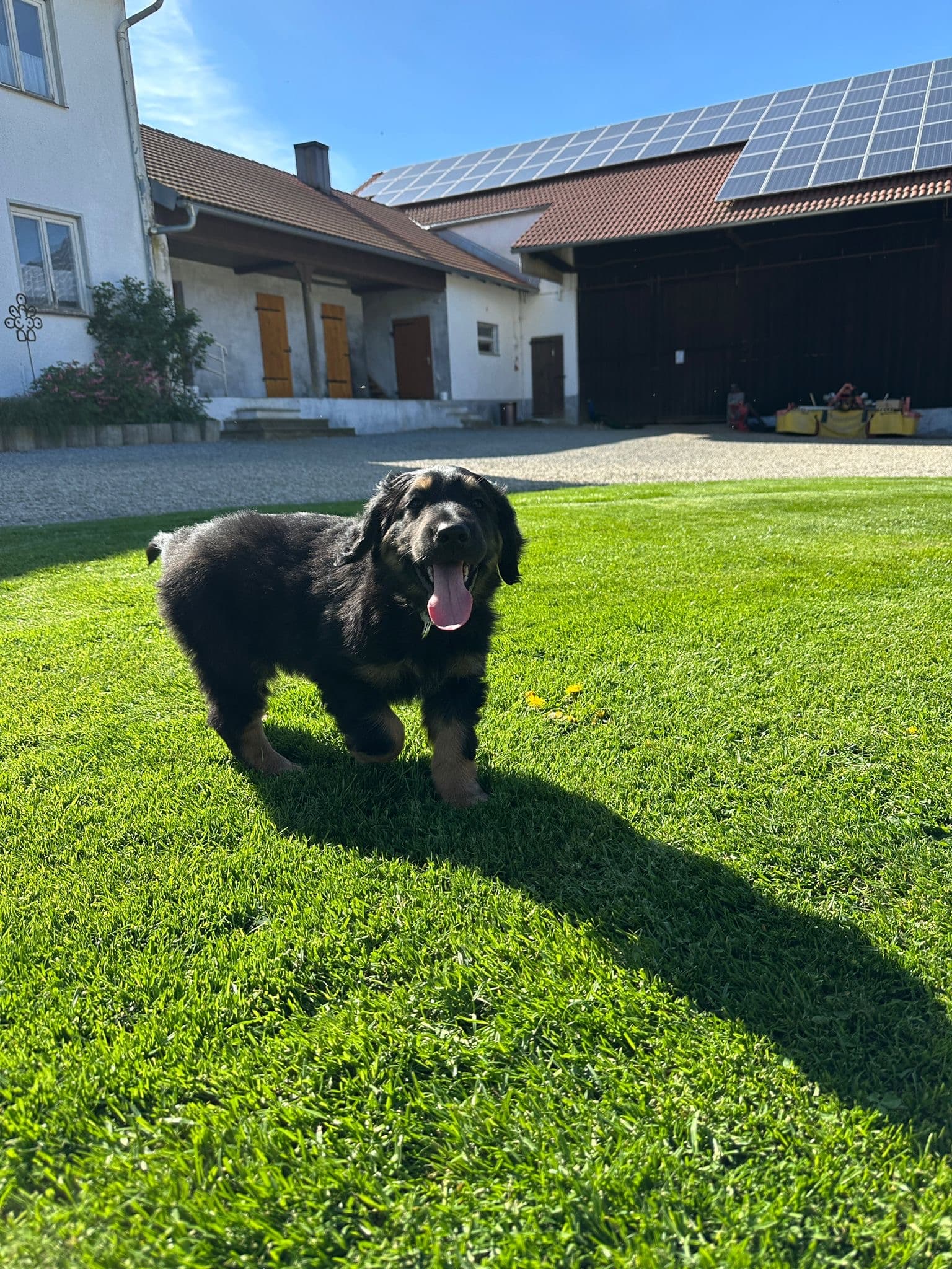 Murphy /images/hunde/murphy/images/20250510_murphy_2.jpg