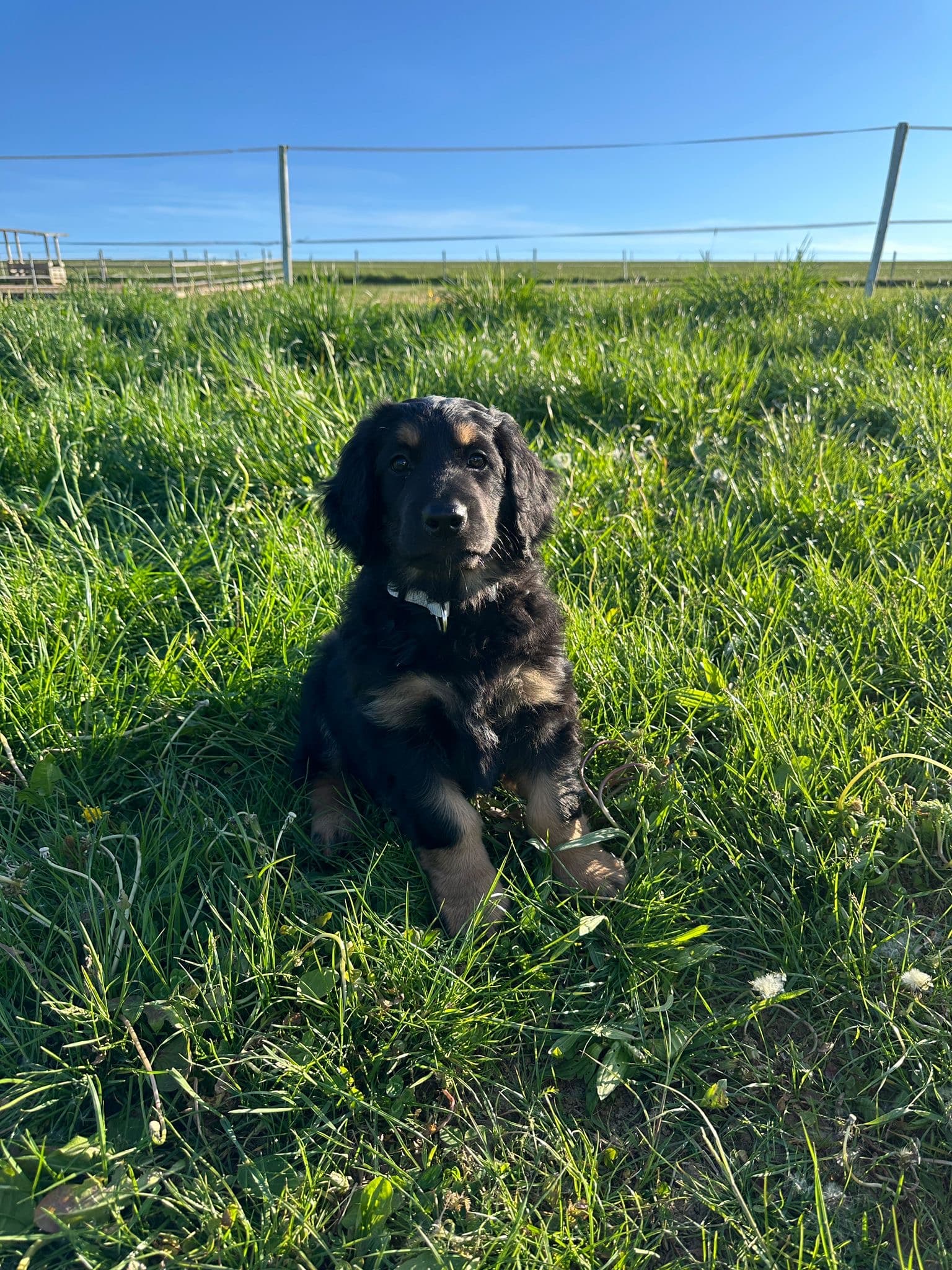 Murphy /images/hunde/murphy/images/20250510_murphy_3.jpg