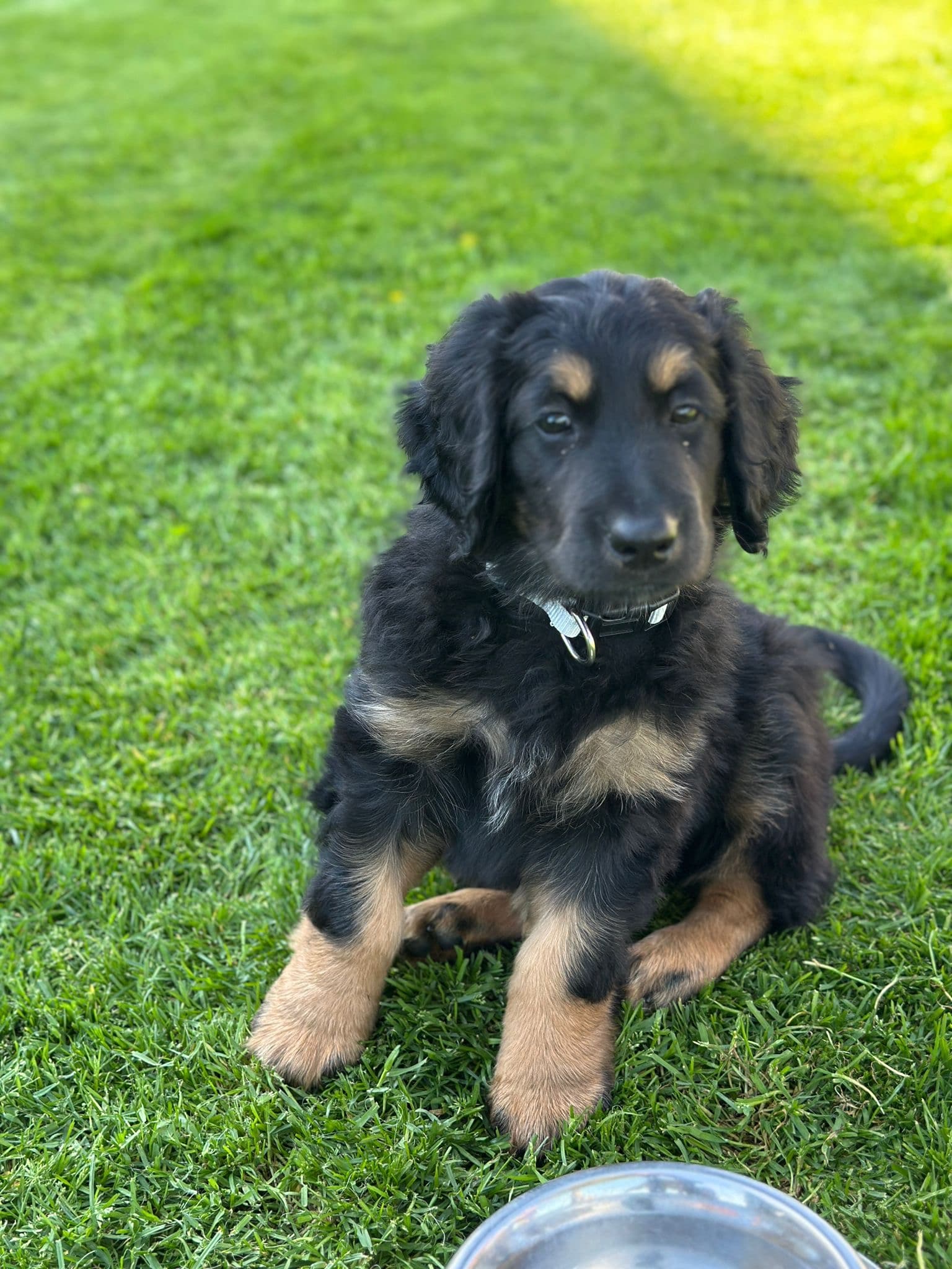 Murphy /images/hunde/murphy/images/20250510_murphy_4.jpg