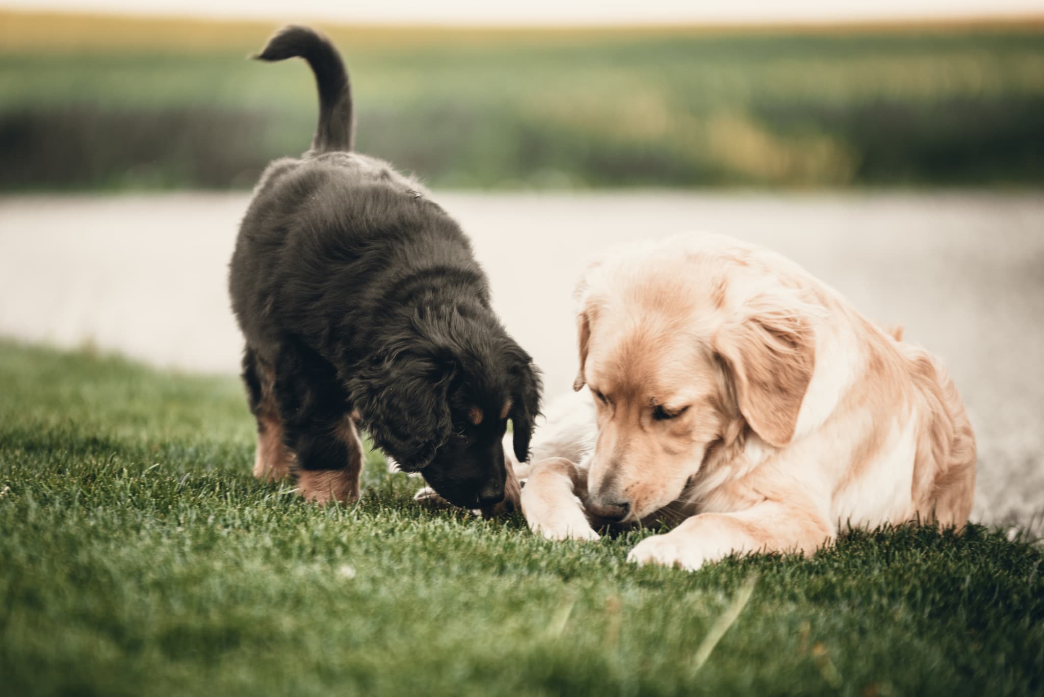 Murphy /images/hunde/murphy/images/20250513_Murphy_1.jpg