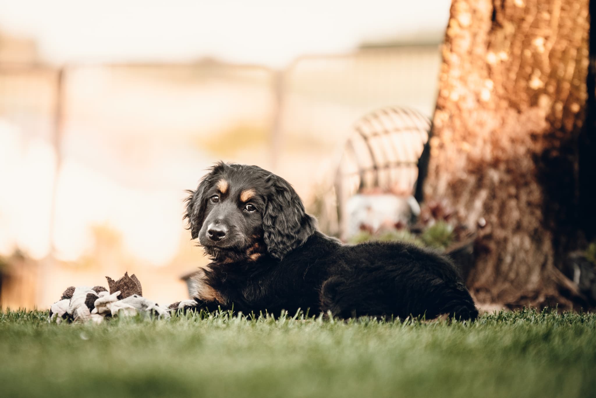 Murphy /images/hunde/murphy/images/20250513_Murphy_6.jpg