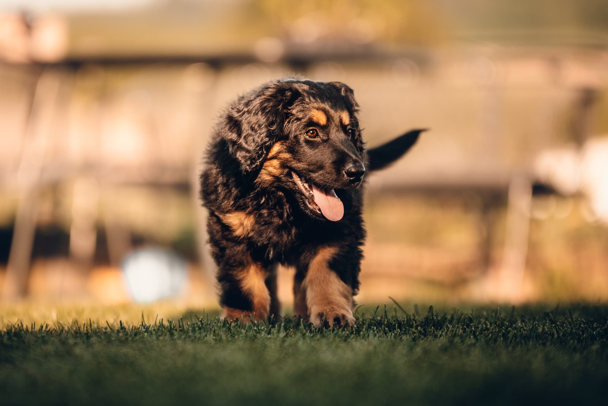 Murphy /images/hunde/murphy/images/20250513_Murphy_8.jpg