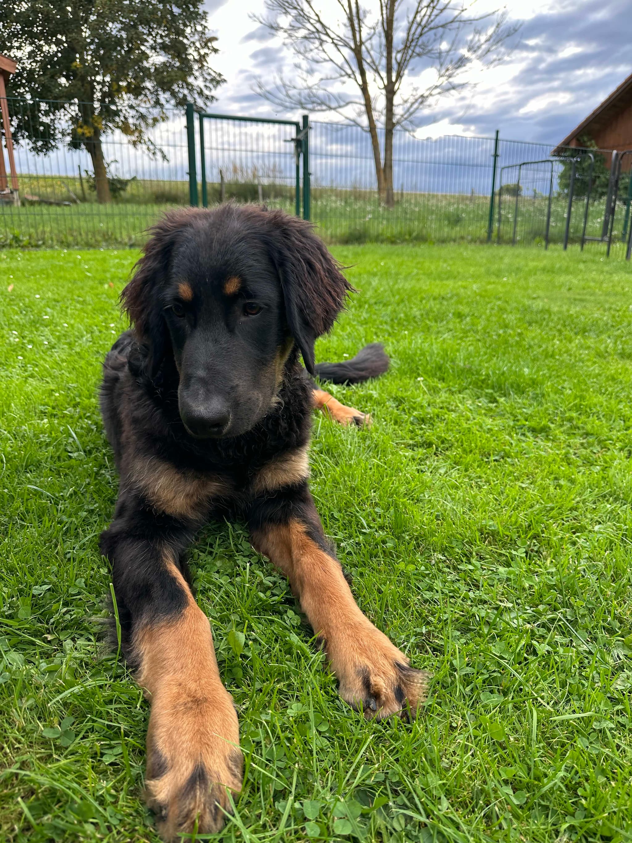 Murphy /images/hunde/murphy/images/20250829_murphy_1.jpeg