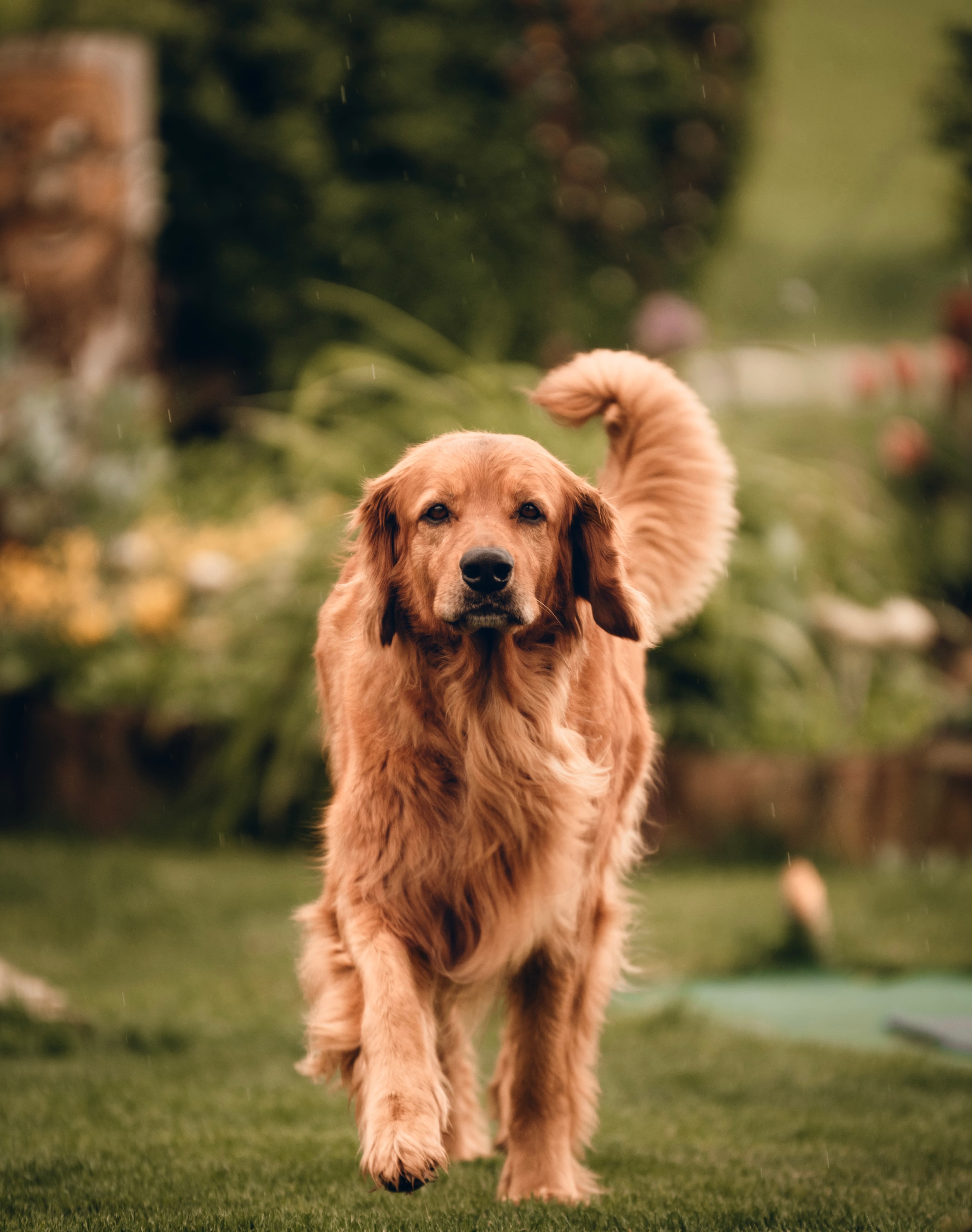 Dog image 4