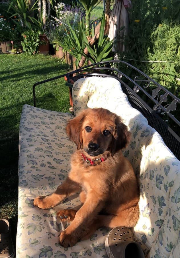 Only /images/hunde/only/images/20180625_only11.JPG