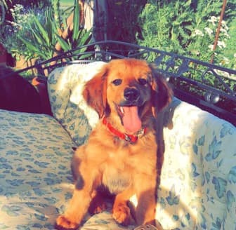Only /images/hunde/only/images/20180625_only14.jpg