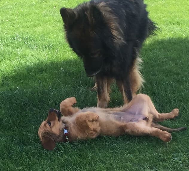 Only /images/hunde/only/images/20180625_only15.JPG