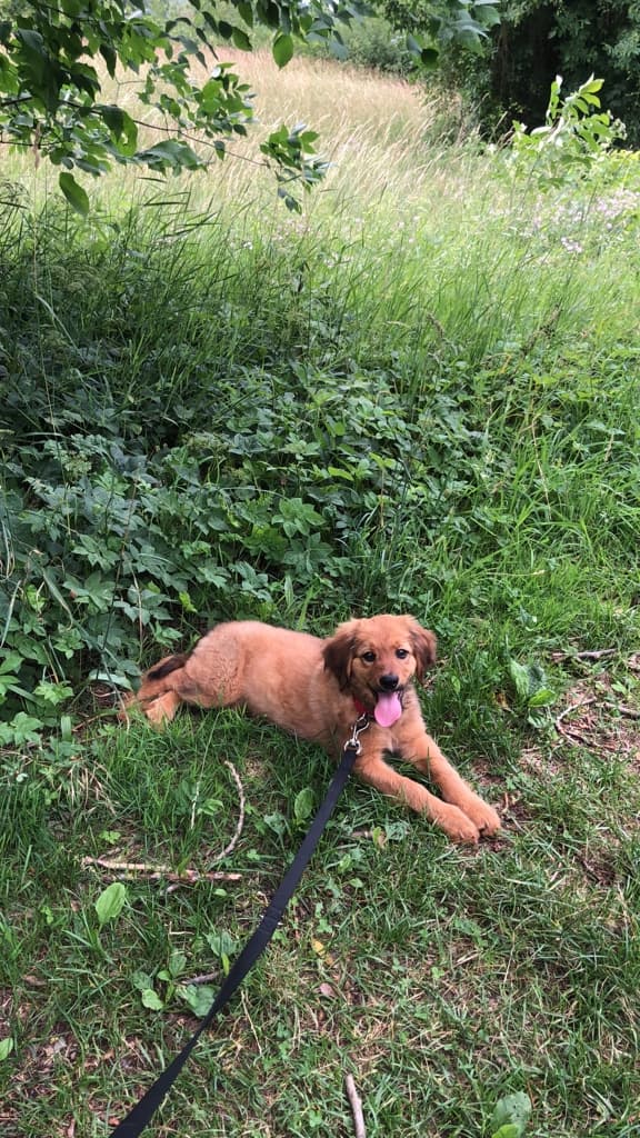 Only /images/hunde/only/images/20180625_only16.JPG