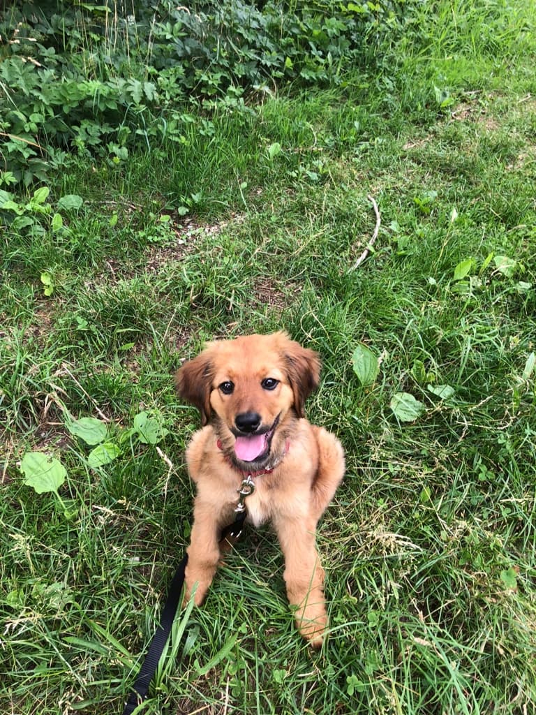 Only /images/hunde/only/images/20180625_only17.JPG