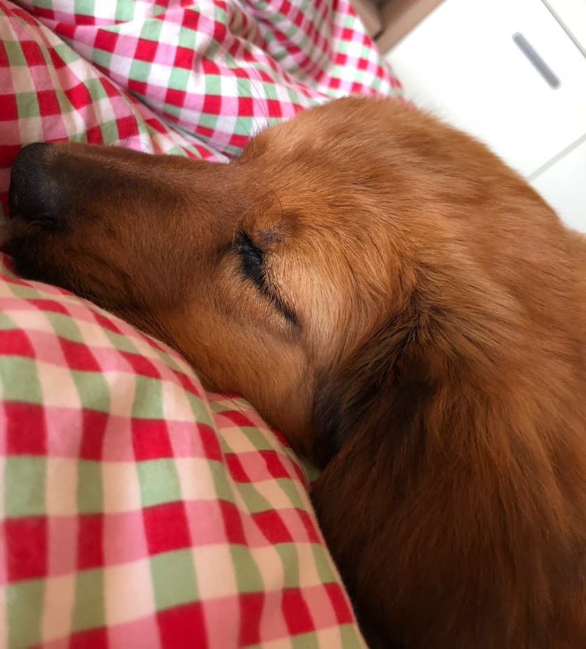 Only /images/hunde/only/images/20180625_only8.JPG