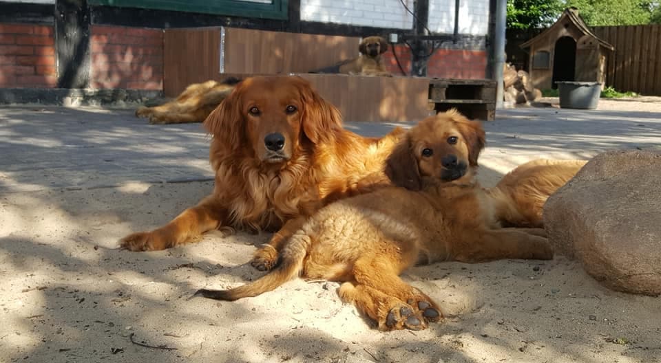 Only /images/hunde/only/images/20180731_only3.jpg