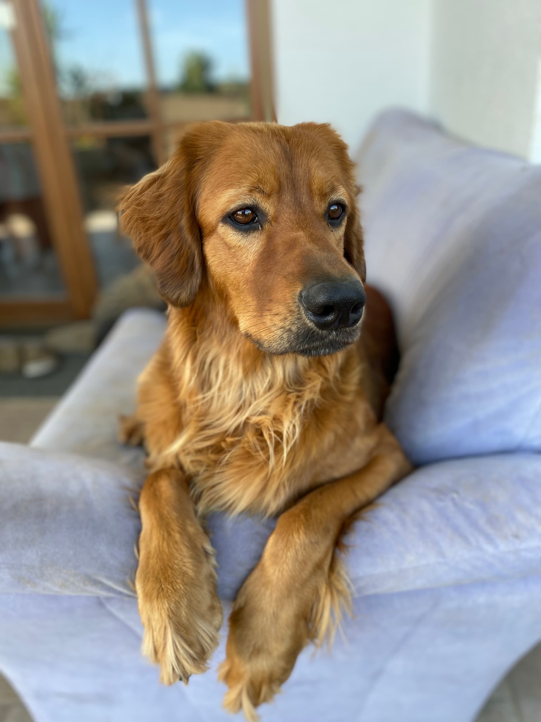 Only /images/hunde/only/images/20191122_Only2.jpg
