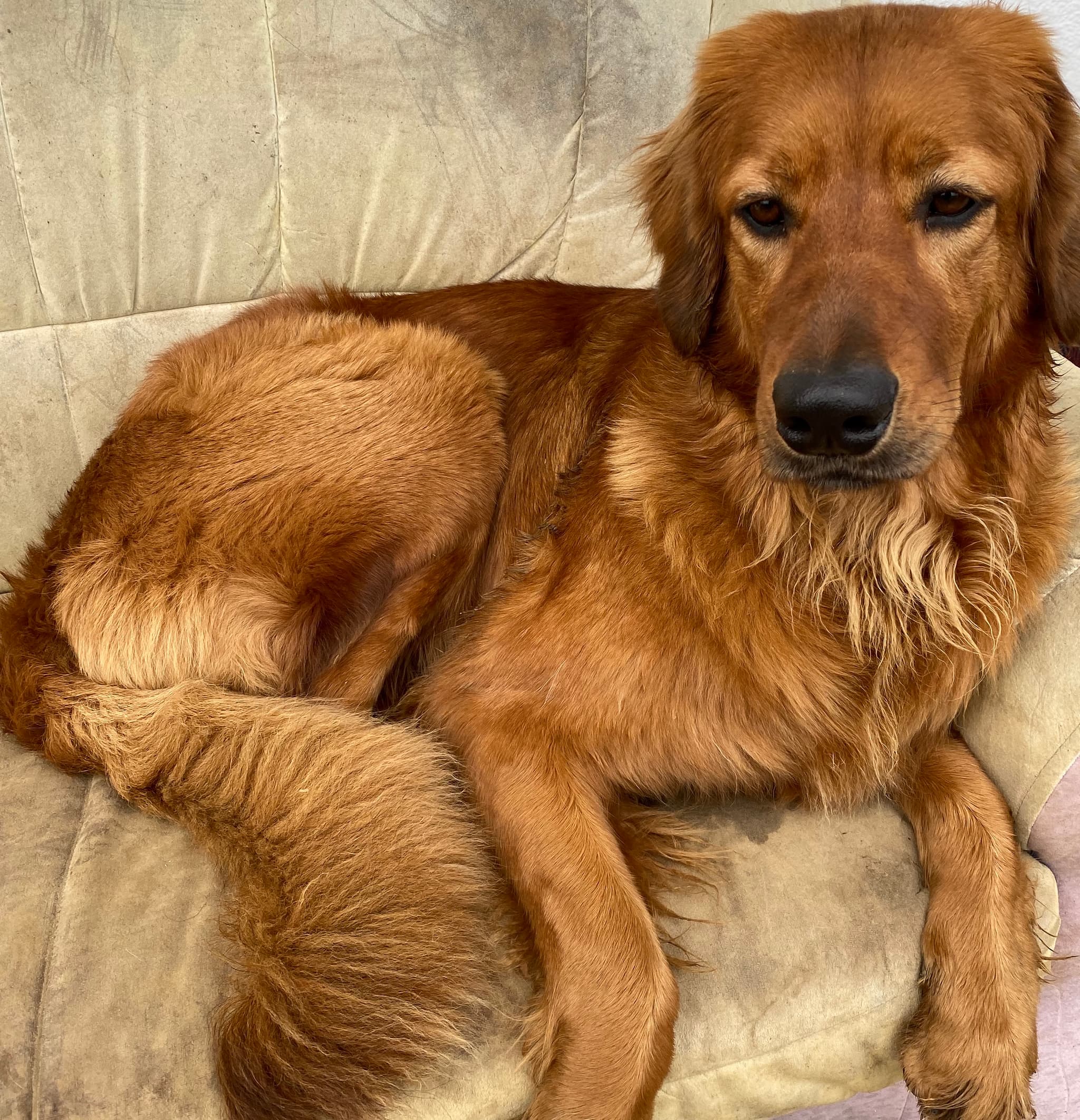 Only /images/hunde/only/images/20191122_Only3.jpg