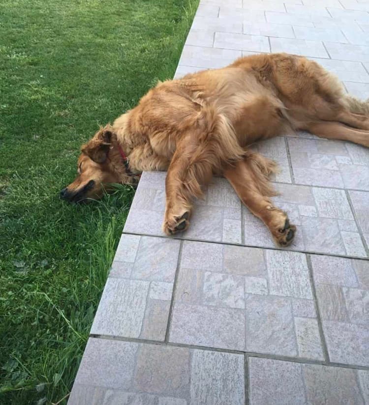 Only /images/hunde/only/images/20191122_Only3.png.jpeg