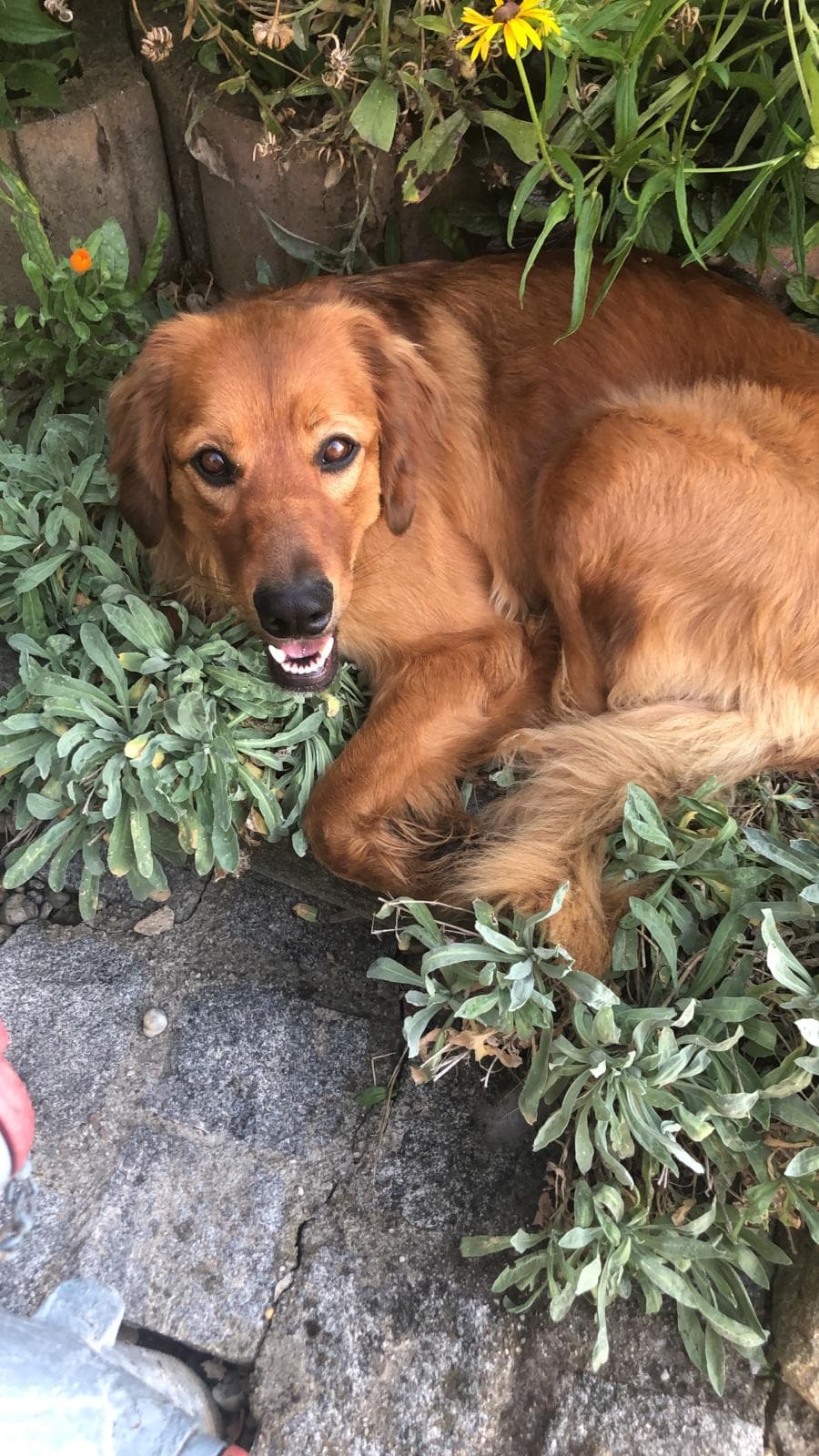 Only /images/hunde/only/images/20191122_Only5.jpg
