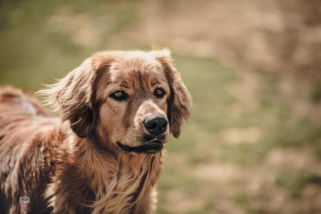 Only /images/hunde/only/images/2021_only_1.jpg