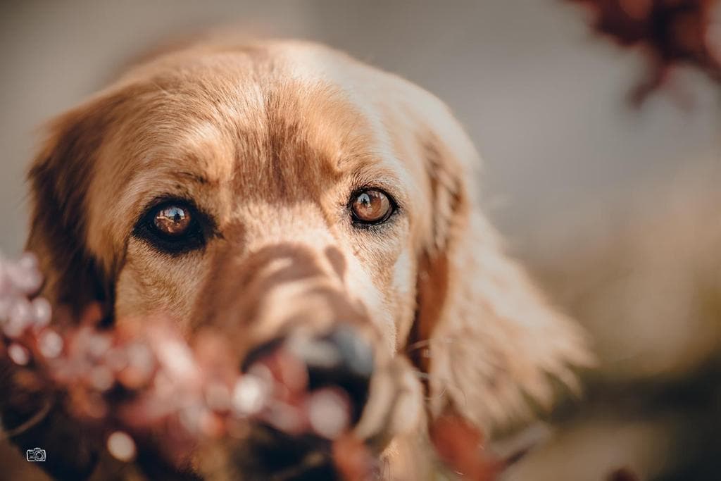 Only /images/hunde/only/images/2021_only_2.jpg