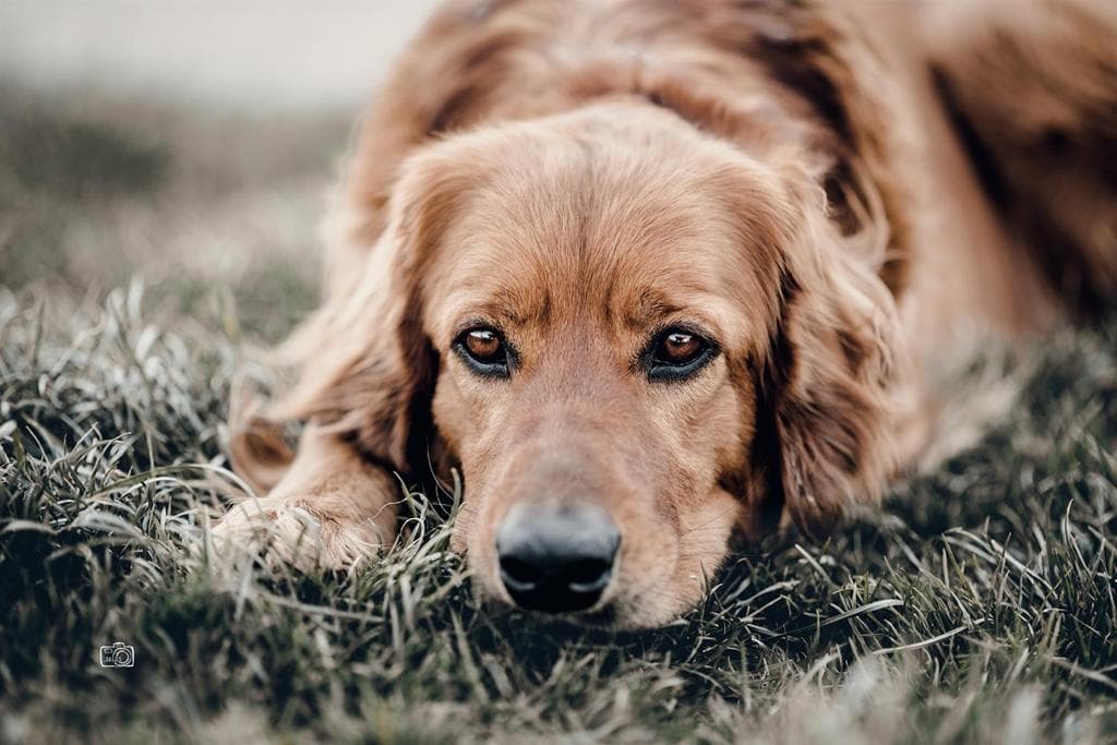 Only /images/hunde/only/images/2021_only_4.jpg