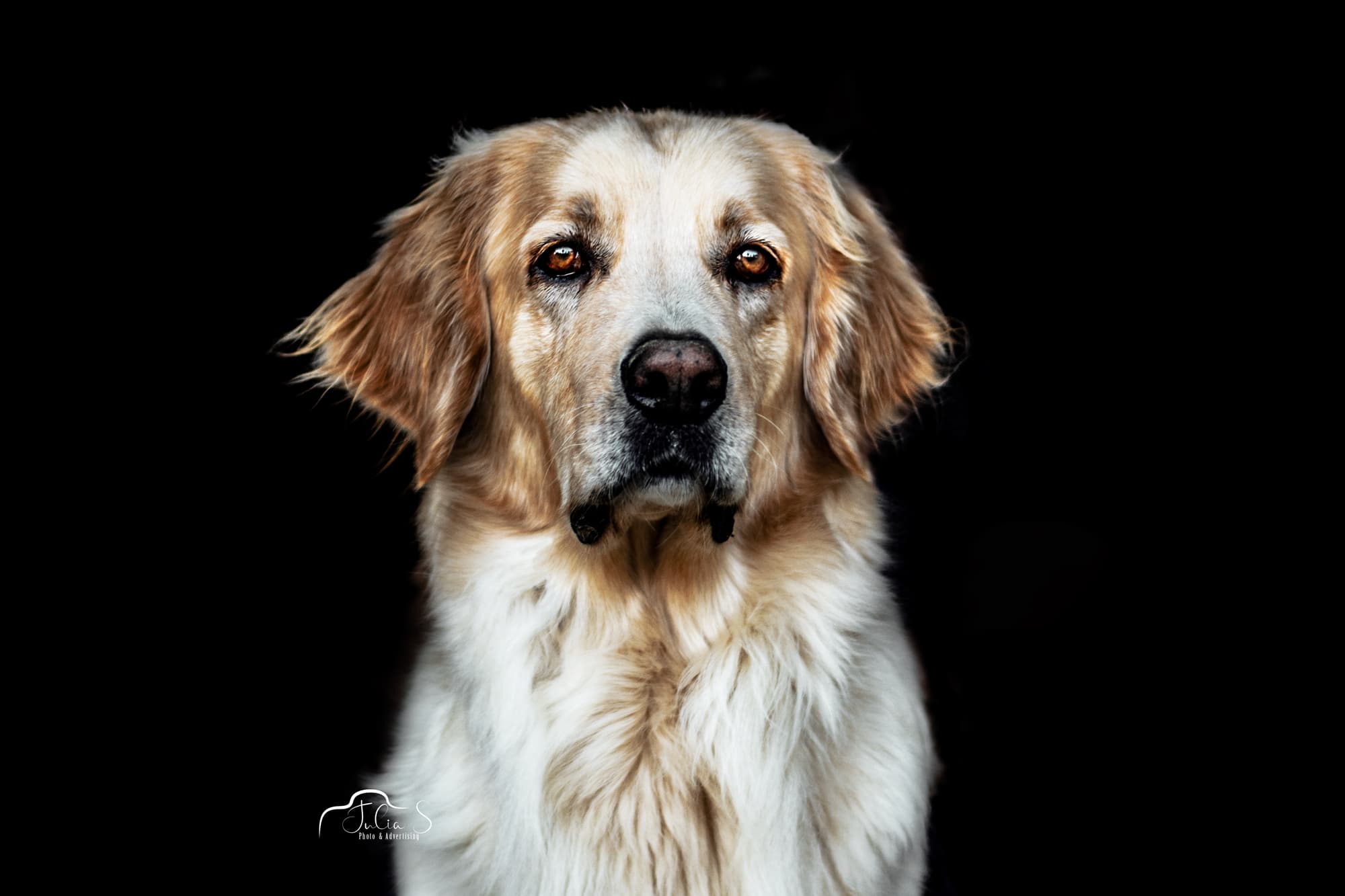 Dog image 6