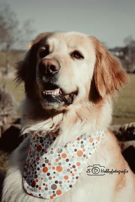 Principessa /images/hunde/principessa/images/20170630_Principessa_012.jpg