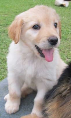 Principessa /images/hunde/principessa/images/20170630_Principessa_2.jpg