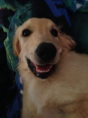 Principessa /images/hunde/principessa/images/20170630_Principessa_3.jpg