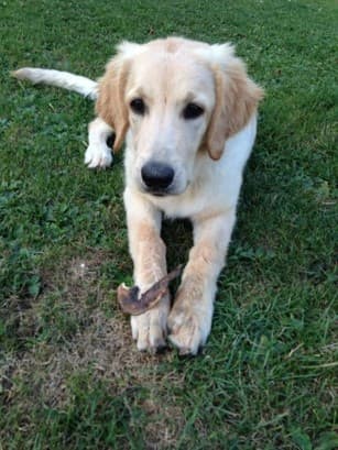 Principessa /images/hunde/principessa/images/20170630_Principessa_5.jpg