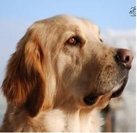Principessa /images/hunde/principessa/images/20170727_TeamPrinci-2.jpg