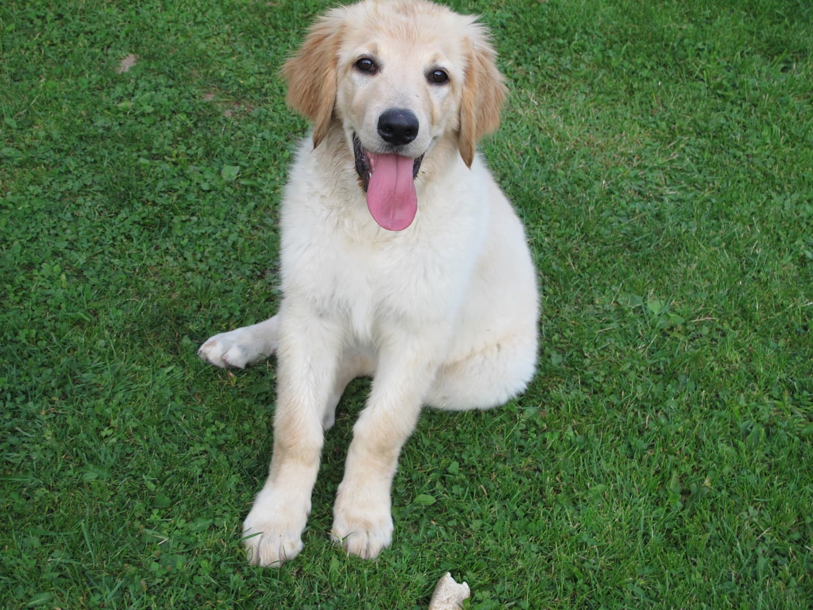 Principessa /images/hunde/principessa/images/20170727_princi2.JPG