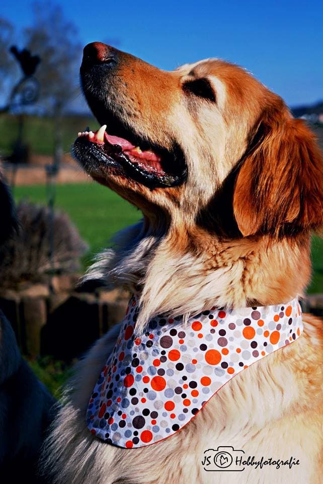 Principessa /images/hunde/principessa/images/20170828_Principessa-2.jpg