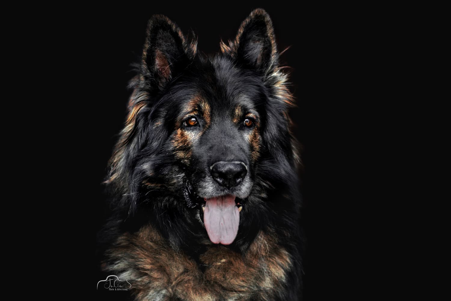 Dog image 8