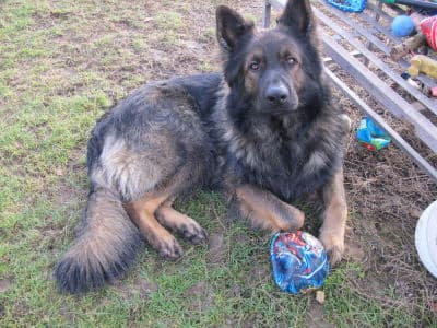 Sam /images/hunde/sam/images/20170727_sam4.jpg