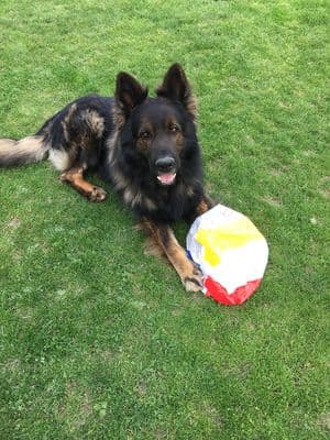 Sam /images/hunde/sam/images/20170825_IMG_7954.JPG