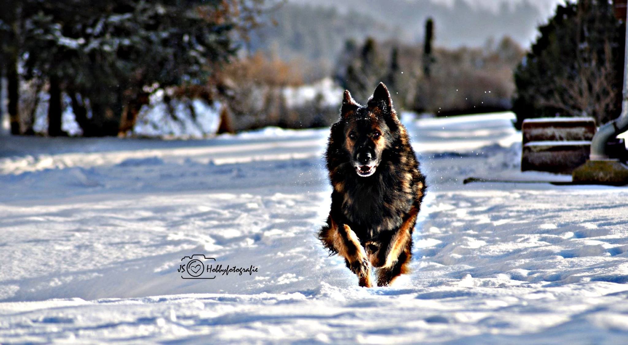 Sam /images/hunde/sam/images/20170828_Sam1.jpg