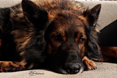 Sam /images/hunde/sam/images/20180630_UnsereHunde_Sam2.jpg