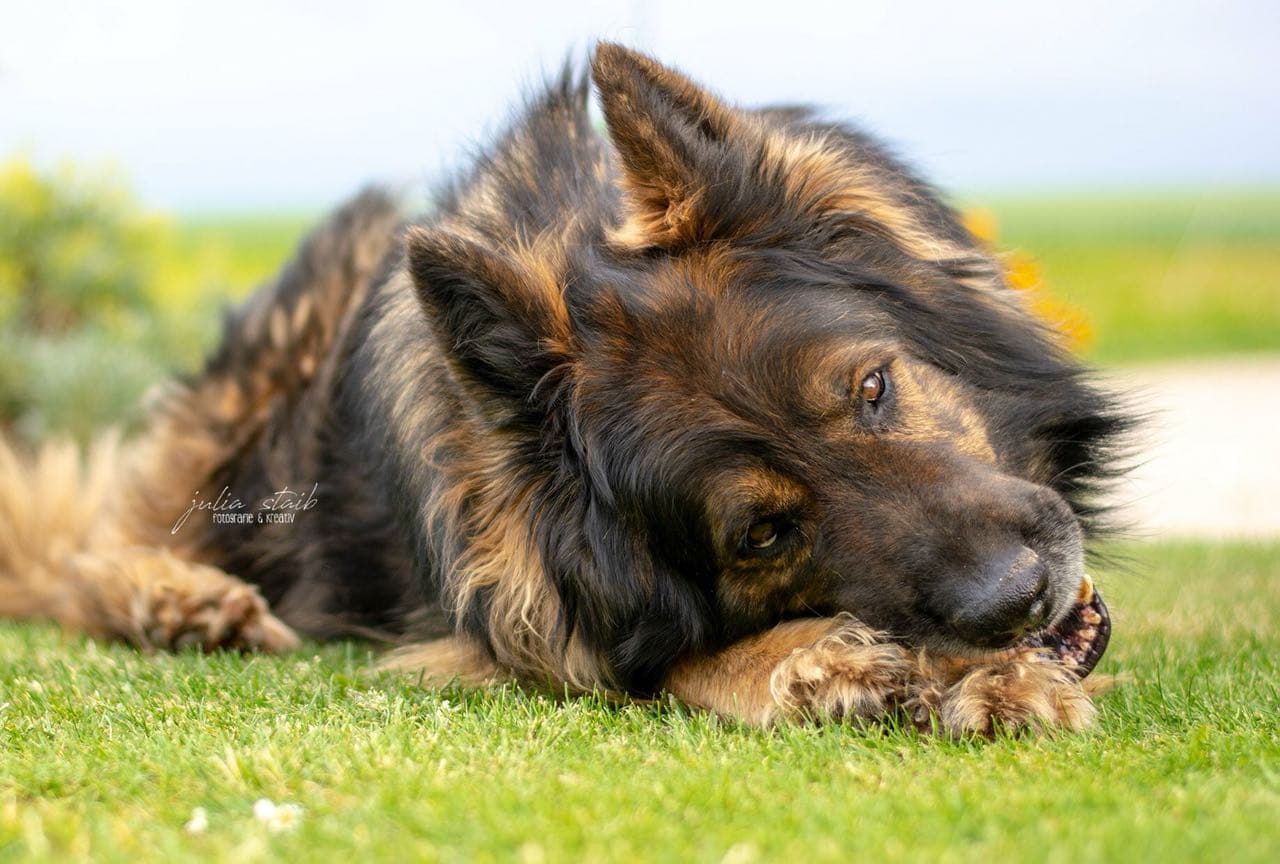 Sam /images/hunde/sam/images/20180731_sam.jpg