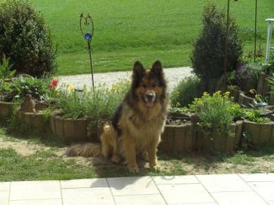Dog image 9