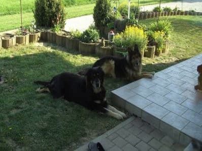 Zeus /images/hunde/zeus/images/20170630_UnsereHunde_Lady3.jpg