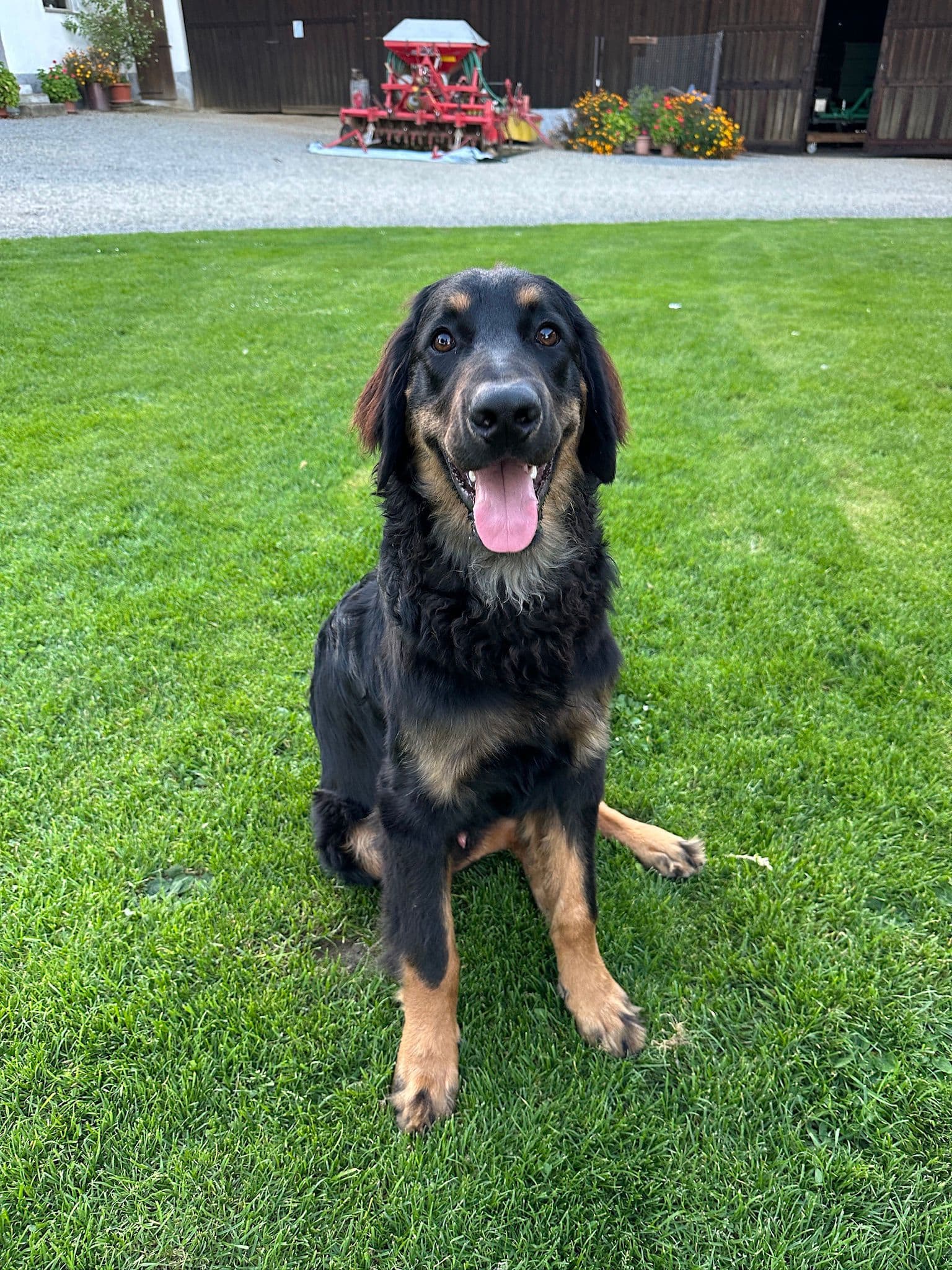 Murphy /images/hunde/murphy/images/20251009_Murphy.jpeg